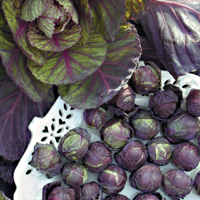 กะหล่ำดาวสีม่วง - Redbull Purple Brussels sprout