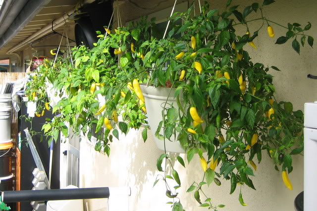 พริกเลม่อนดรอป - Lemon Drop Pepper