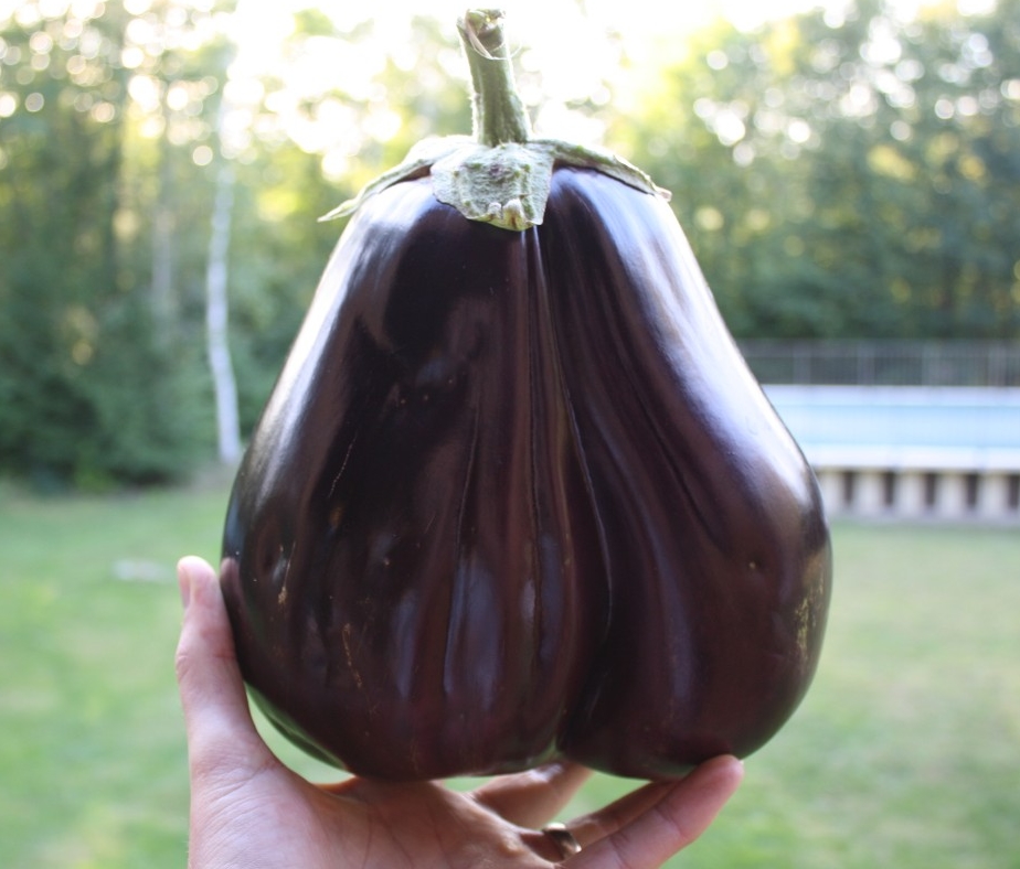 เมล็ดพันธุ์ มะเขือม่วง แบล็คบิวตี้ - Black Beauty Eggplant Seed