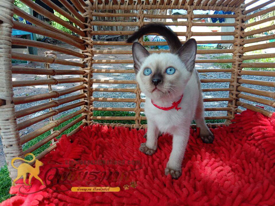 ลูกแมววิเชียรมาศรุ่น 8/2568