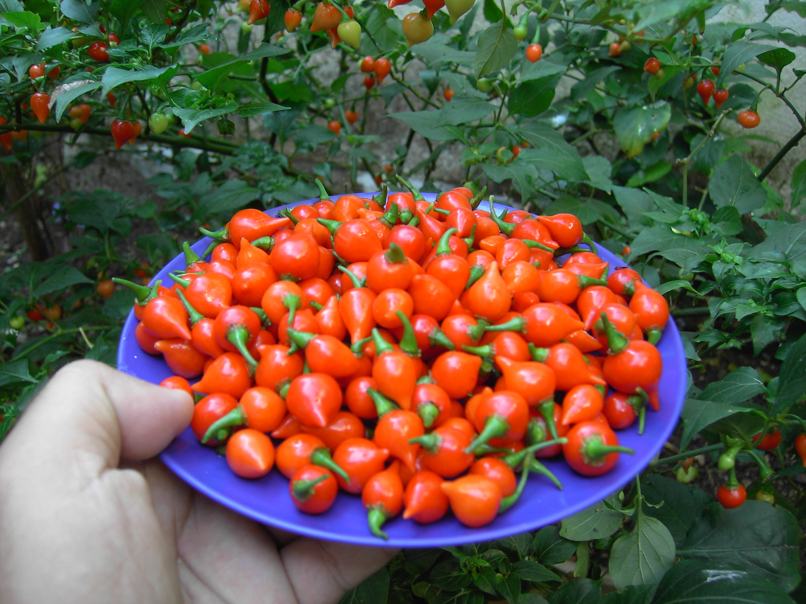 พริกไบควินโฮ - Biquinho Pepper