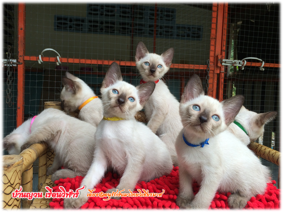 น้องแมว 7/8/2559