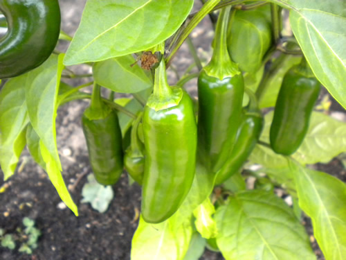 เมล็ดพันธุ์ พริกจาราปิโน่ - Jalapeno Mexican Pepper Seed