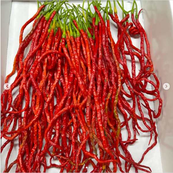 เมล็ดพันธุ์ พริกยาว ธันเดอร์เมาท์เทน ลองฮอร์น -Thunder Mountain Longhorn Pepper Seed