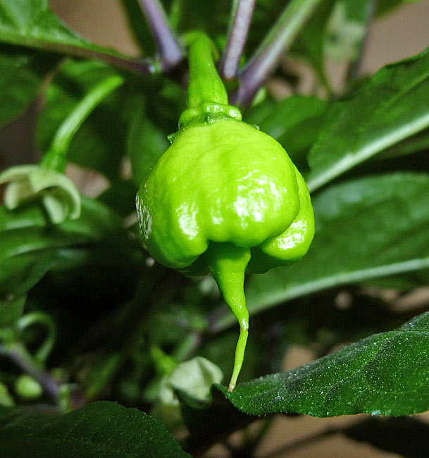 พริกแคโรไลนา รีพเปอร์ - Carolina Reaper pepper F1