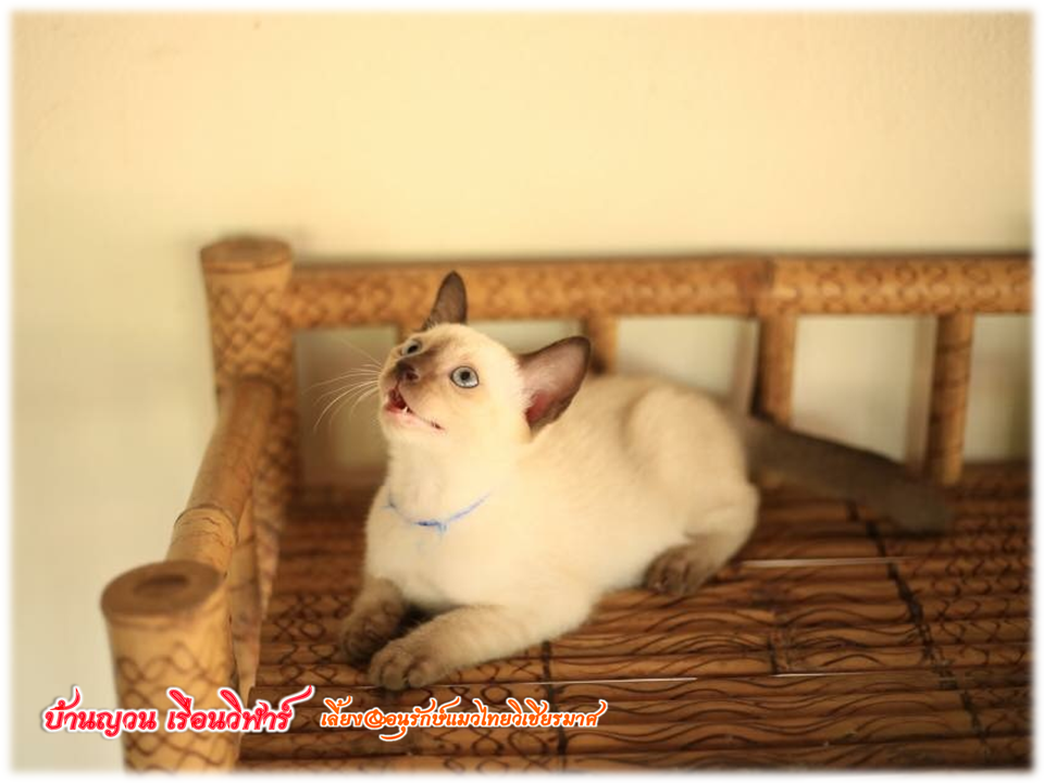 น้องแมวมาใหม่ วันที่ 1/4/2560