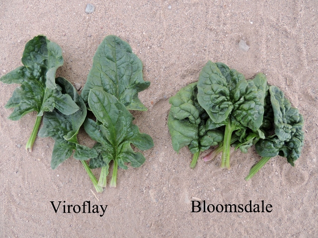สปินิส ไวรอฟเลย์ - Viroflay Spinach