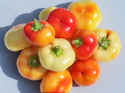 พริกอัลม่า ปาปริก้า - Alma Prapika Pepper