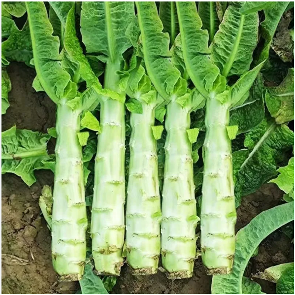 เมล็ดพันธุ์ สลัดต้น โอซุน - Spring Tower Celtuce
