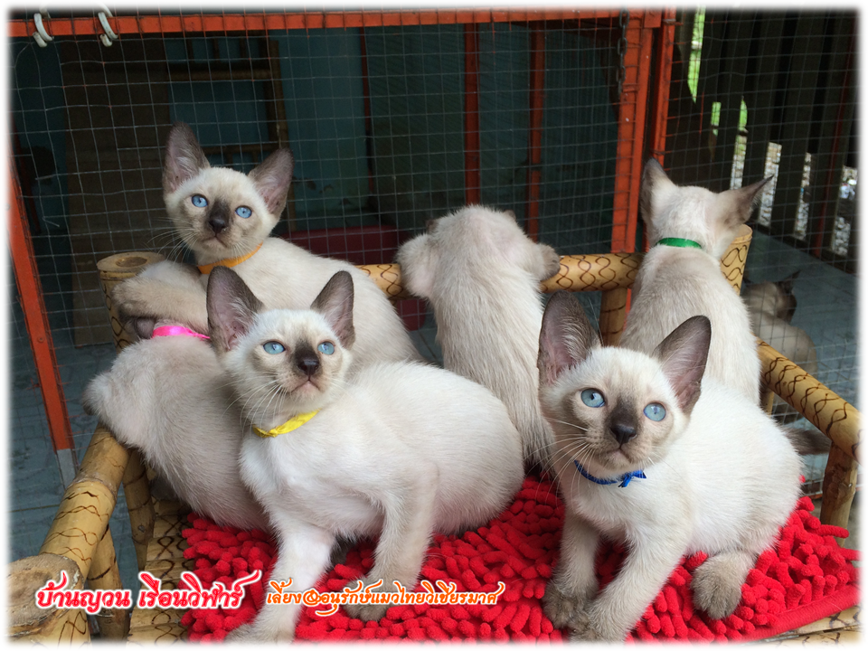 น้องแมว 7/8/2559