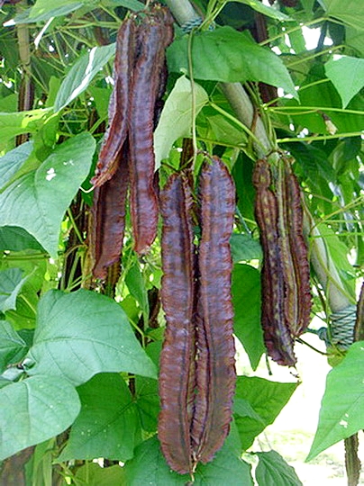 ถั่วพูสีม่วง - Purple Winged Bean