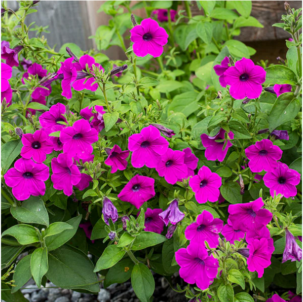 เมล็ดพันธุ์ ดอกพีทูเนีย ชานินไวลด์ Shanin Wild Petunia Flower Seed
