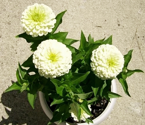 (Whole 1 Oz) ดอกบานชื่นสีขาว - Polar Bear White Zinnia Flower