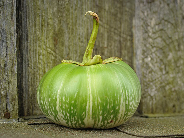 มะเขือเปราะยักษ์กัมพูชา - Cambodian Giant Eggplant