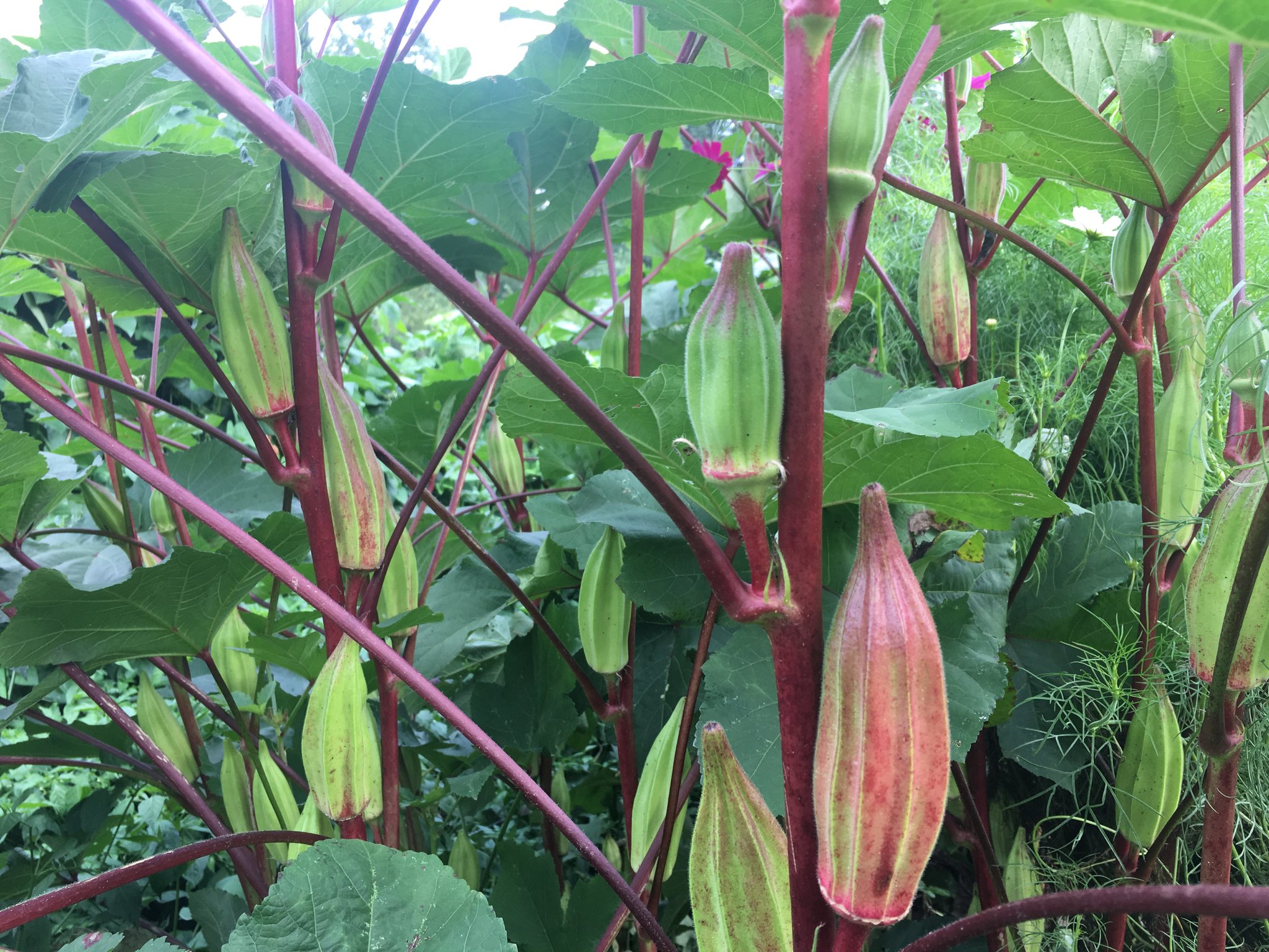 กะเจี๊ยบมอญฮิลคันทรี - Hill Country Okra