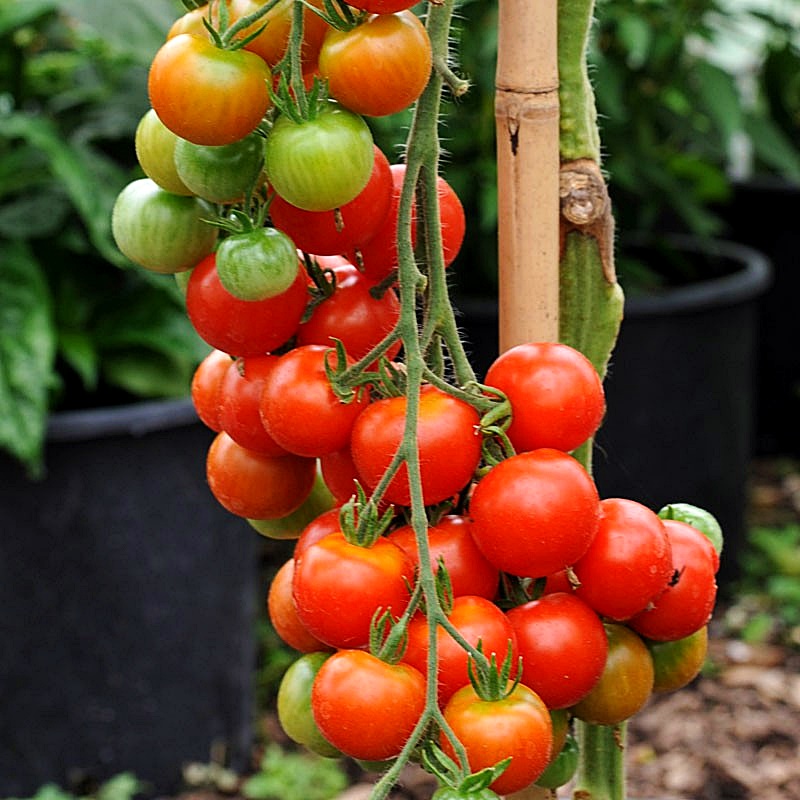 เมล็ดพันธุ์ มะเขือเทศ การ์เดนเนอร์ดีไลท์ - Gardener's Delight Tomato Seed