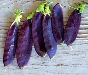ถั่วลันเตาสีม่วง - Purple Magnolia Snap Pea seed 20 เมล็ด