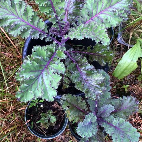 (Whole 1 LB) เมล็ดพันธุ์เคล สกาเล็ต - Scarlet Kale Seed