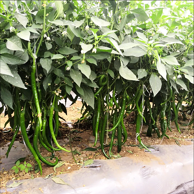 เมล็ดพันธุ์ พริกยาว กรีนลอง103 - Green Long 103 Pepper F1 Seed