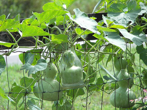 น้ำเต้าเซียน(พระถังซำจั๋ง) - Bottle Gourd