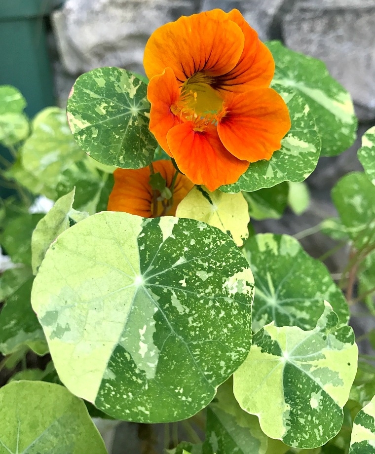 ดอกแนสเทอร์เที่ยม อลาสก้า คละสี - Alaska Mix Nasturtium (ดอกใบกินได้)
