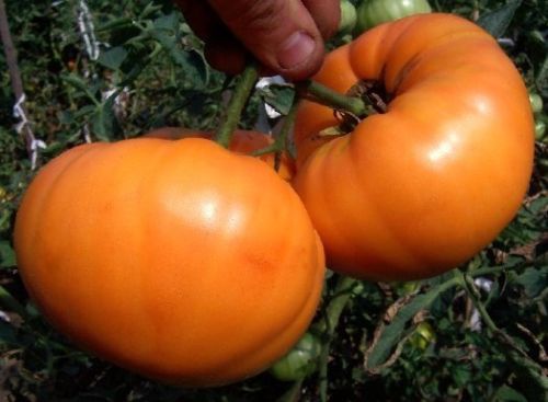 มะเขือเทศ อะมาน่า - Amana Orange Tomato