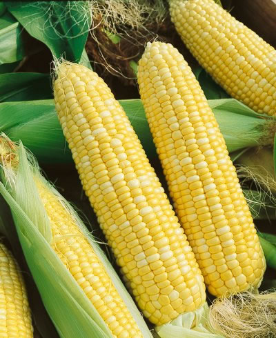 (Whole 1 Oz) ข้าวโพดหวานเซอเรนดิพิตี้ - Serendipity Triple Sweet Corn F1