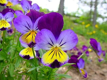 ดอกไวโอล่า คละสี - Helen Mount Johnny Jump Up Viola Pansy Flower