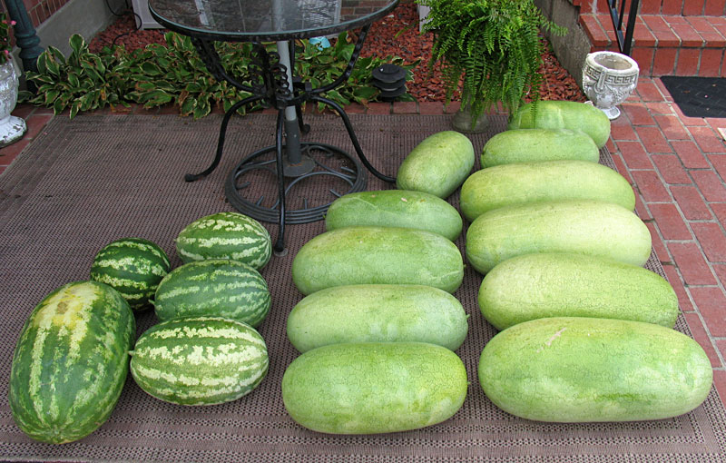 แตงโมชาร์ลิสตอน - Charleston Gray Watermelon