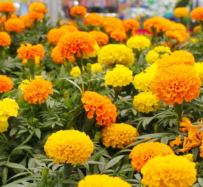 ดอกดาวเรืองคละสี - Mixed Marigold Flower