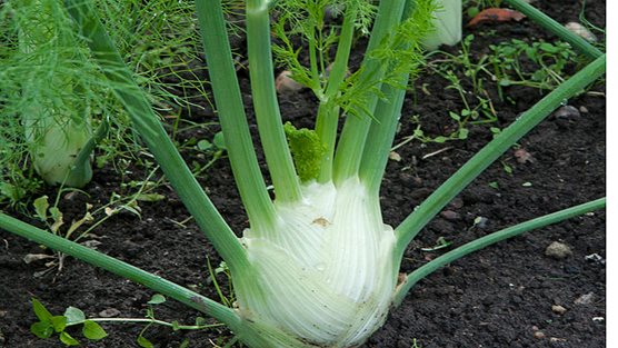 (Whole 1 Oz.) เฟนเนล - Florence Fennel