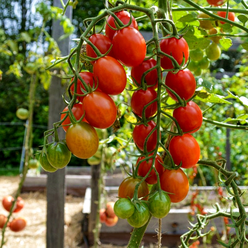 เมล็ดพันธุ์ มะเขือเทศ ชูการ์รัช Sugar Rush F1 Tomato Seed