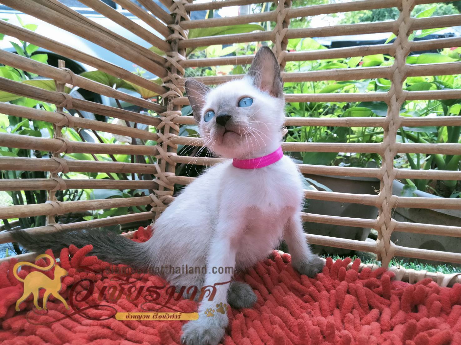 น้องแมว รุ่น 9/2565