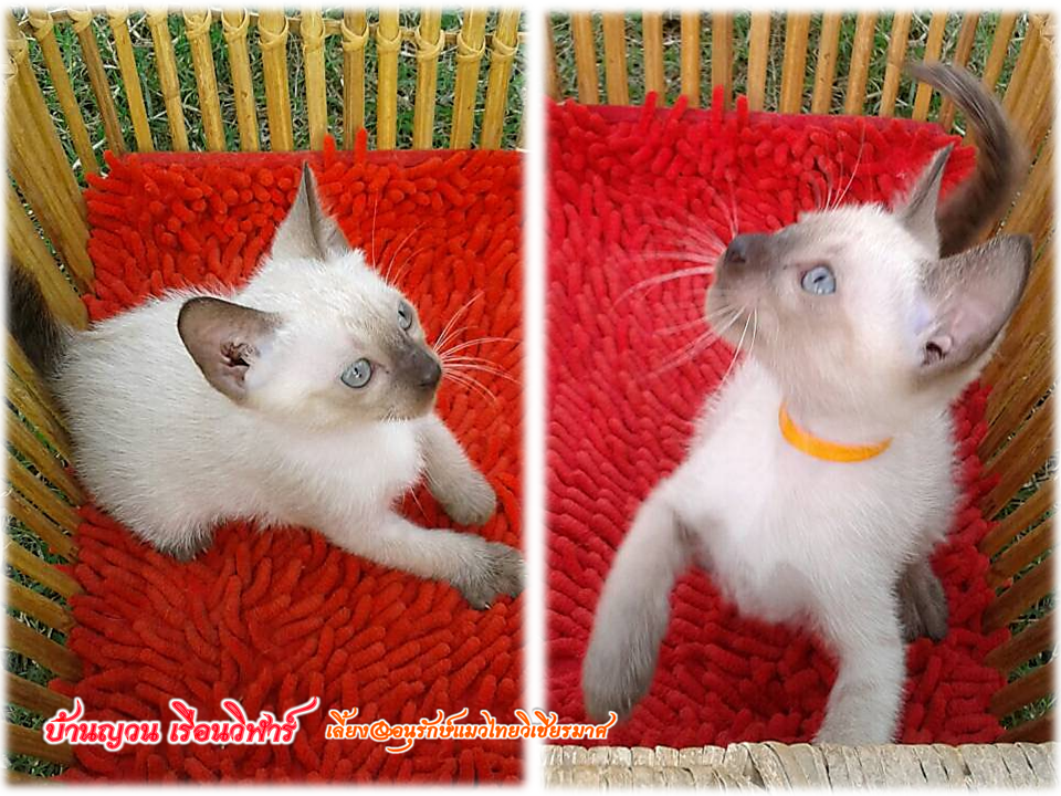 น้องแมว 21/12/58