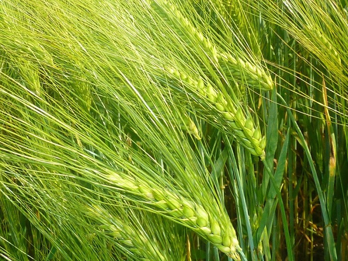 ข้าวบาร์เลย์ - Barley Rice