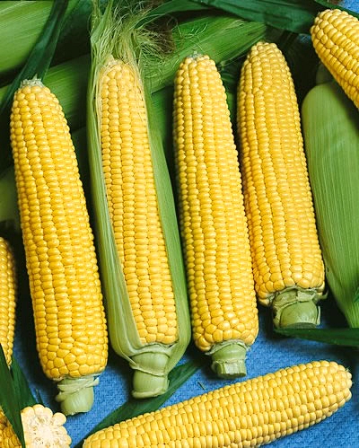 (Whole 1 LB) ข้าวโพดหวานน้ำผึ้ง - Honey Select Sweet Corn F1