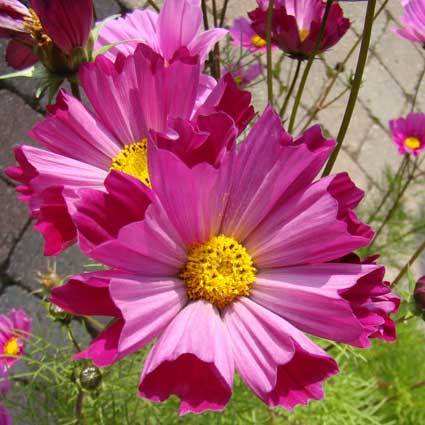 ดาวกระจาย ซีเชล - COSMOS SEA SHELLS