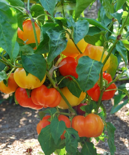 พริกอัลม่า ปาปริก้า - Alma Prapika Pepper