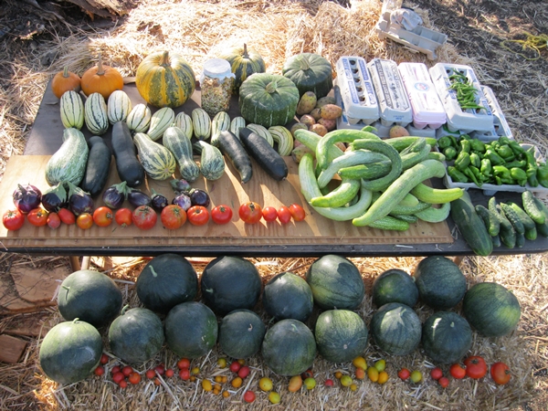 ฟักทองบัตเตอร์คัพ - Burgess buttercup squash