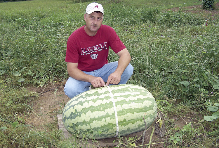 แตงโมยักษ์แคโรไลน่า - Carolina Giant Watermelon