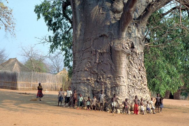 ต้นไม้ยักษ์ เบาบับดิจิทาทา - Adansonia digitata baobab