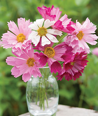 ดาวกระจาย ซีเชล - COSMOS SEA SHELLS