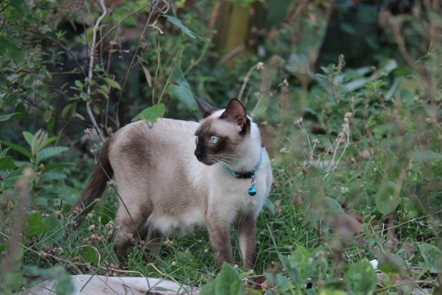 เรือนวิฬาร์