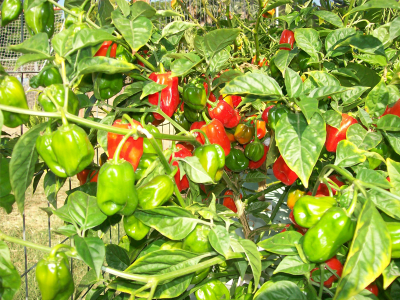 พริกฮาบาเนโร่สีแดง - Red Habanero Pepper