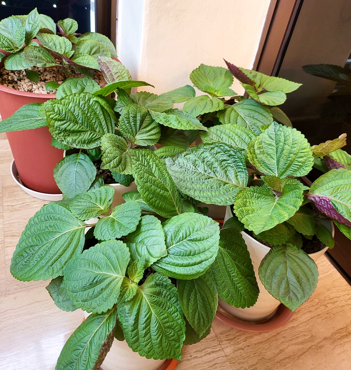 เมล็ดพันธุ์ ชิโซะเวียดนาม Jeok Ssam Ip Shiso Seed