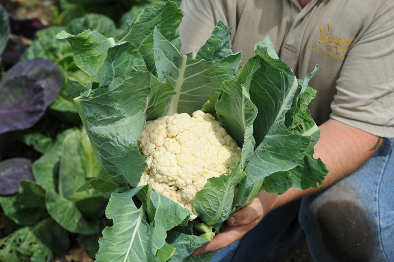 กะหล่ำดอก สโนว์บอล - Snow Ball Cauliflower