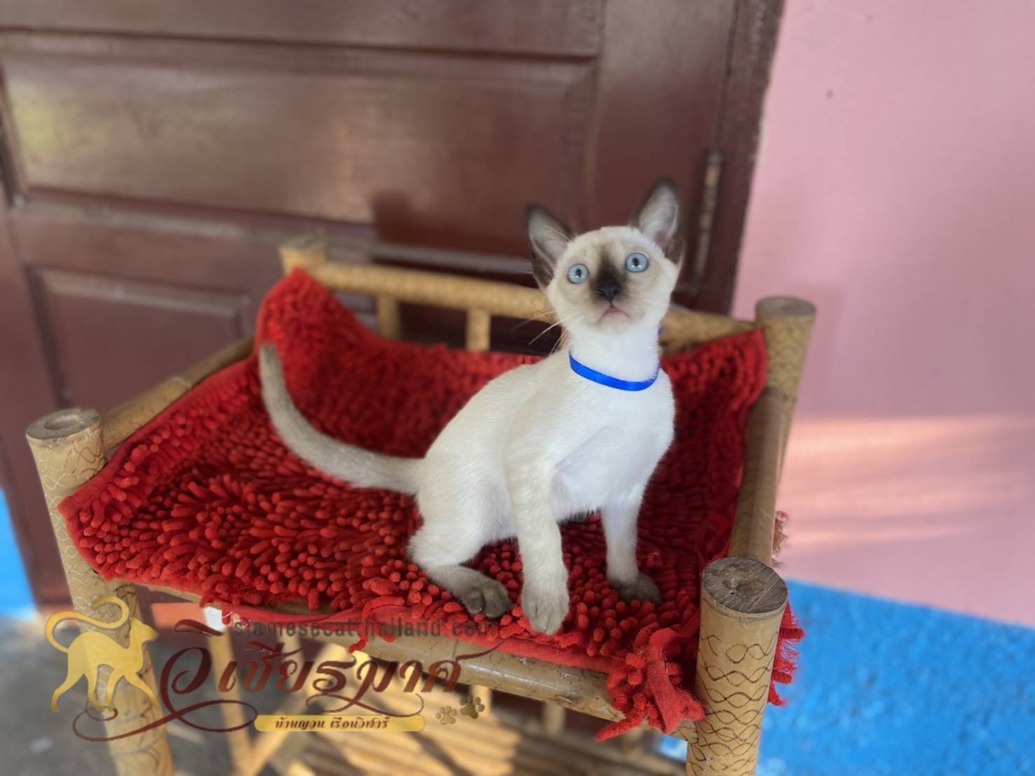 น้องแมวรุ่นใหม่ 6/2566