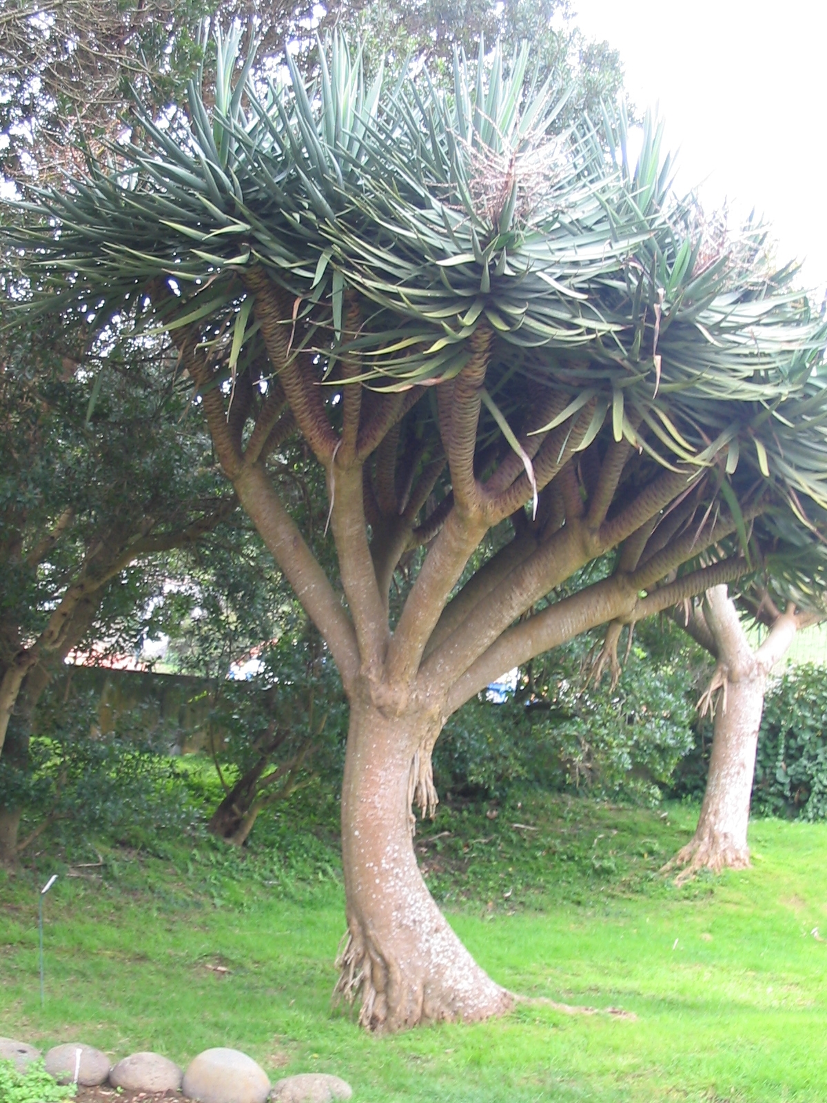 ต้นจันผามังกร - Dragons Tree