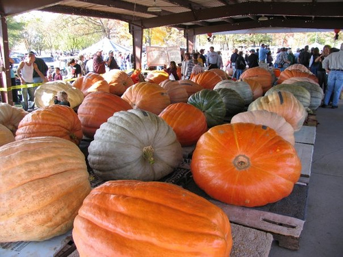 ฟักทองยักษ์ พันธุ์แอตแลนติก - Atlantic Giant Pumpkin