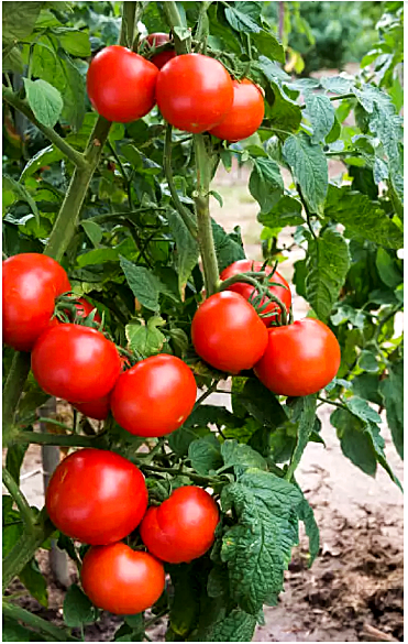 เมล็ดพันธุ์ มะเขือเทศ โอรีกอน สปริง - Oregon Spring Tomato Seed